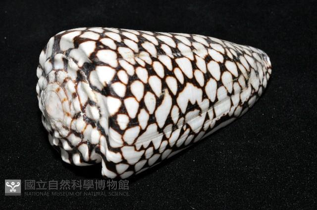 大理石芋螺藏品圖，第9張
