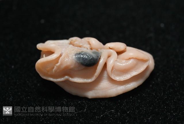 尖頂梳齒笠螺藏品圖，第9張