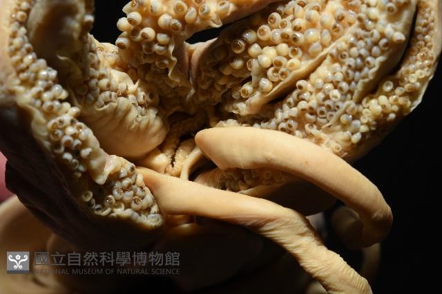 金烏賊藏品圖，第9張