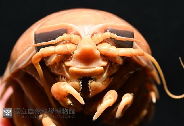 道氏深水虱藏品圖，第9張