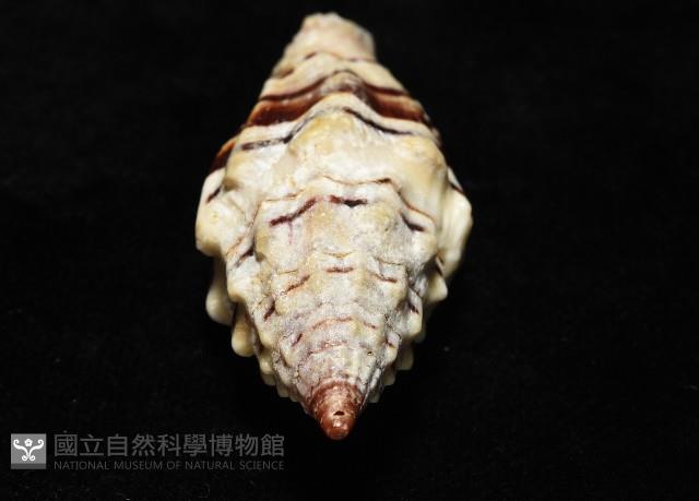 繩紋蛹筆螺藏品圖，第9張