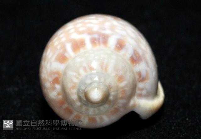 艷紅穀米螺藏品圖，第9張