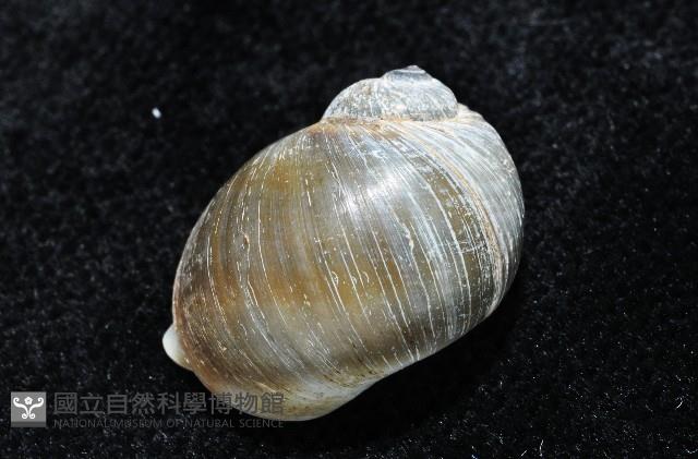 安東尼玉螺藏品圖，第9張