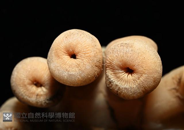 寄居蟹鞘群海葵藏品圖，第9張
