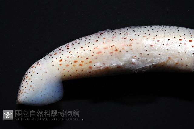 奧蘭鳶柔魚藏品圖，第9張