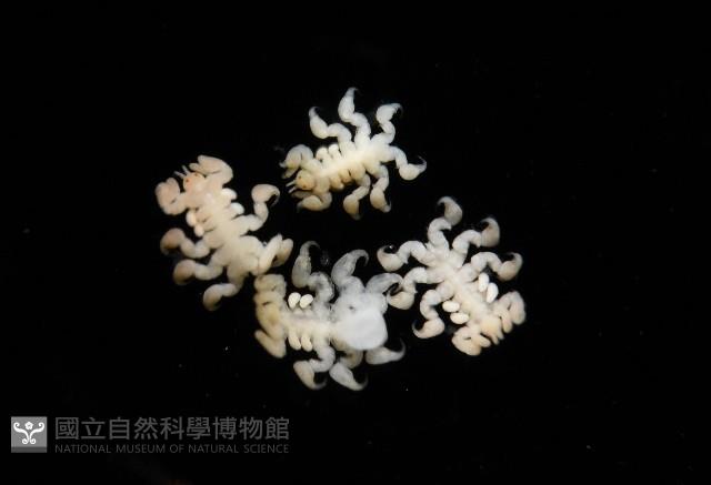 鯨虱的一種藏品圖，第9張