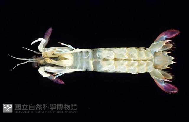 脊尾齒指蝦蛄藏品圖，第9張