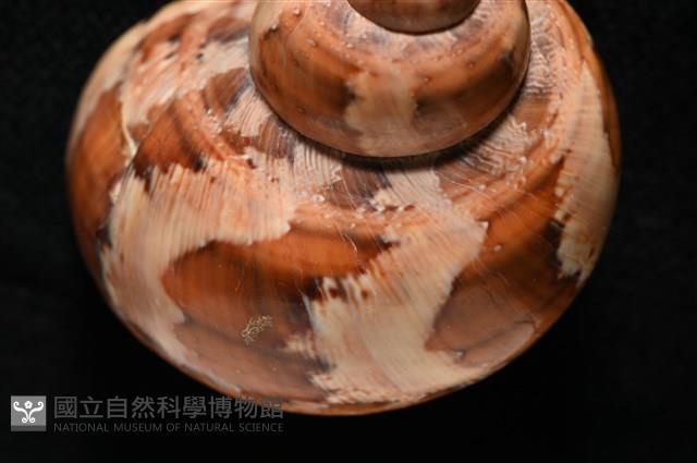 芮氏蠑螺藏品圖，第9張