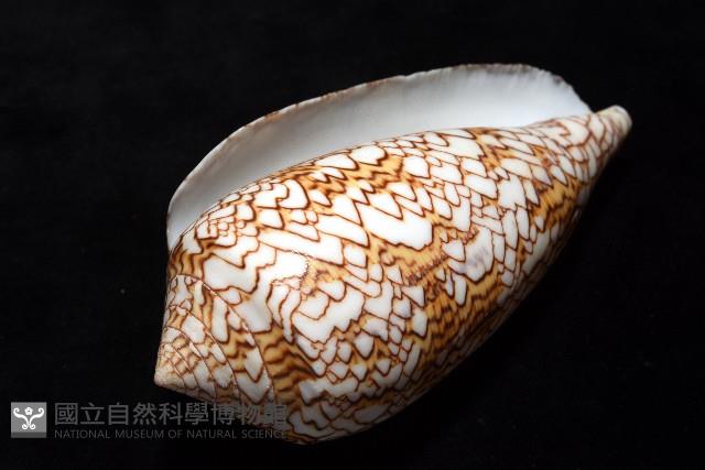 織錦芋螺藏品圖，第9張