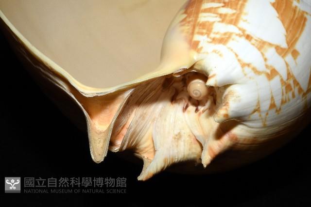 閃電椰子渦螺藏品圖，第9張