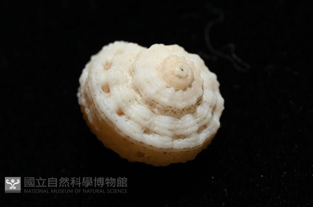 環上花冠螺藏品圖，第9張