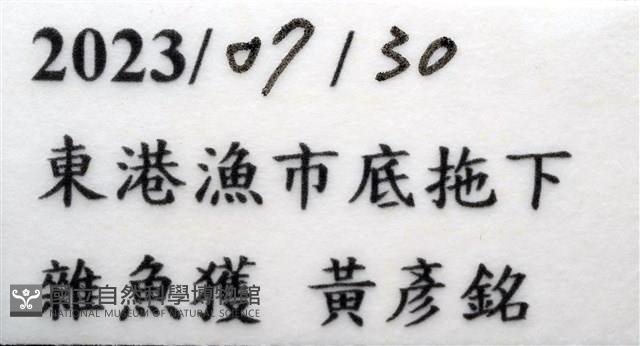 白斑綠蝦蛄藏品圖，第9張