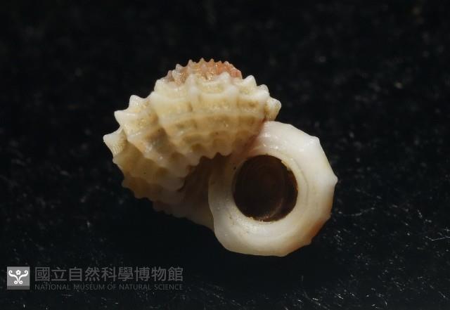 大溪花冠螺藏品圖，第9張