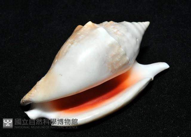 紅袖鳳凰螺藏品圖，第9張