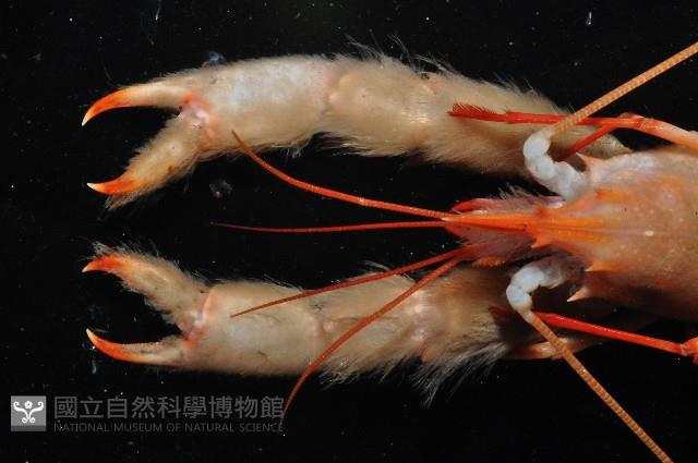 史氏擬海螯蝦藏品圖，第9張