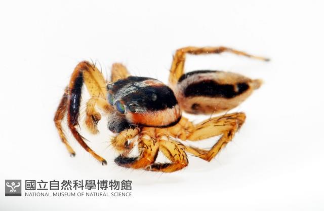 雙帶扁蠅虎藏品圖，第9張
