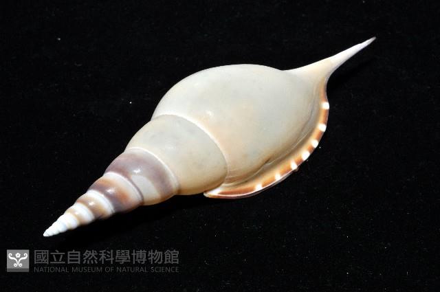 馬丁長鼻螺藏品圖，第9張