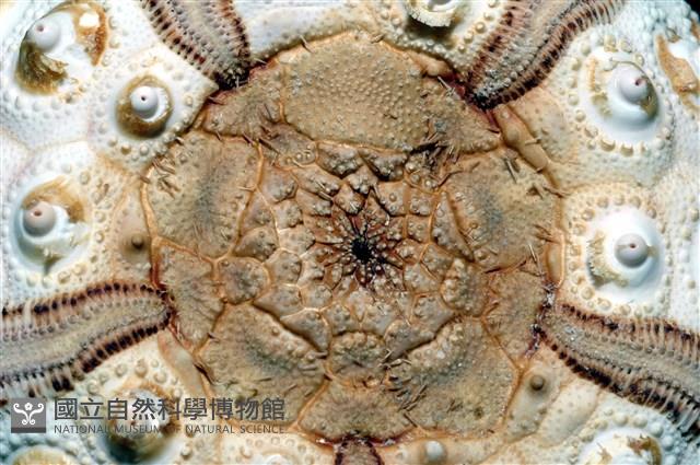 棒棘鋸頭帕(環鋸棘頭帕)藏品圖，第9張