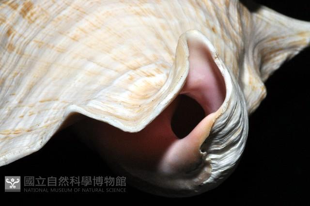 女王鳳凰螺藏品圖，第9張