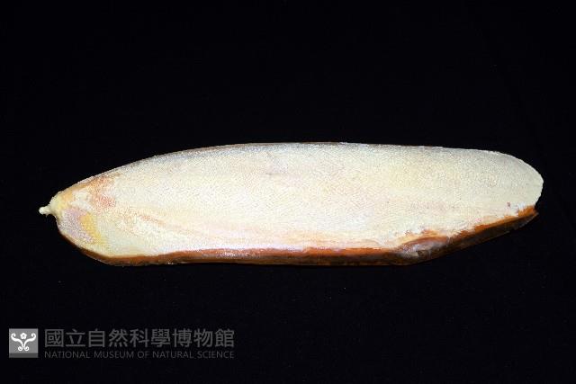 白斑烏賊藏品圖，第9張