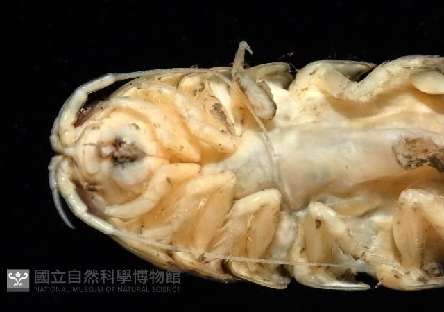 未知種浪漂水虱藏品圖，第9張