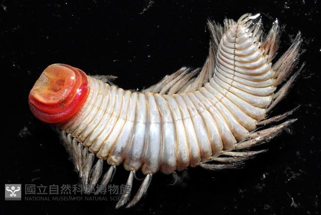 黃海毛蟲藏品圖，第9張