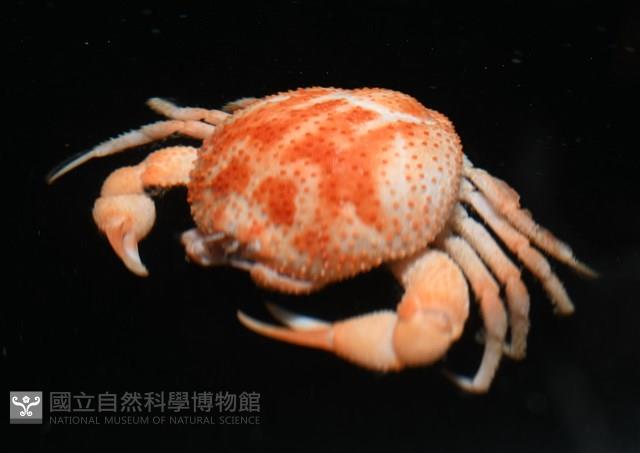 薄片異核果蟹藏品圖，第9張