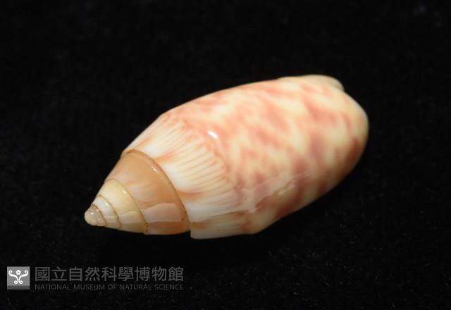 巴金森氏榧螺藏品圖，第9張