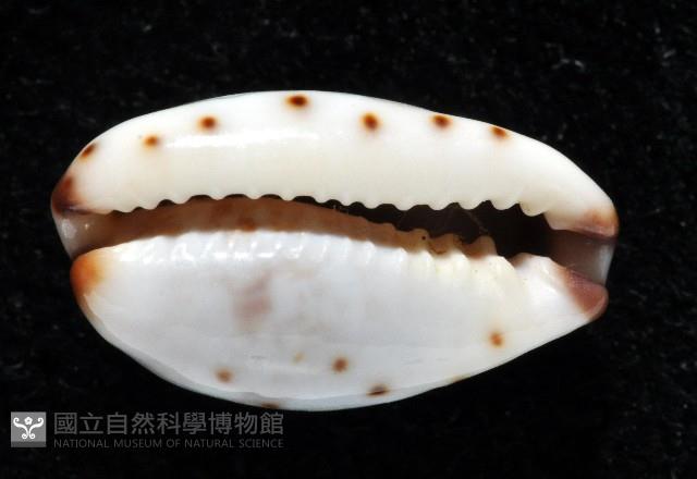 小眼寶螺藏品圖，第9張