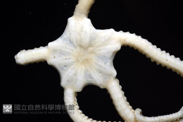 未知種衣笠蔓蛇尾藏品圖，第9張