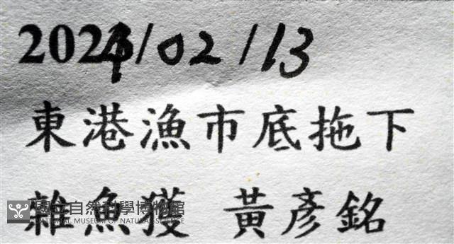 黑田長旋螺藏品圖，第9張