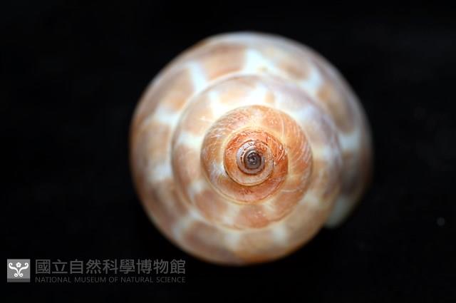 錫蘭鳳螺藏品圖，第9張