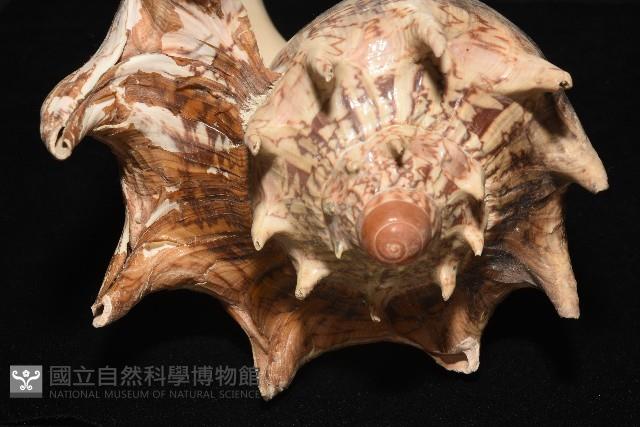 帝王渦螺藏品圖，第9張