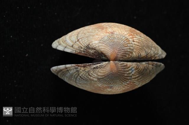 歧紋簾蛤藏品圖，第9張
