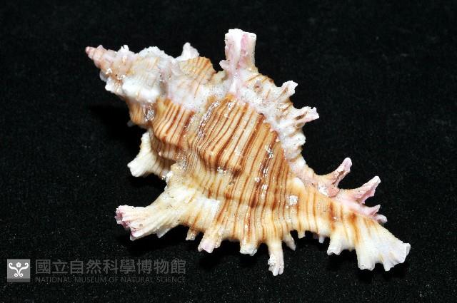 紅千手螺藏品圖，第9張