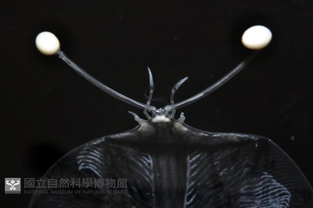 未知種礁岩扇蝦藏品圖，第9張