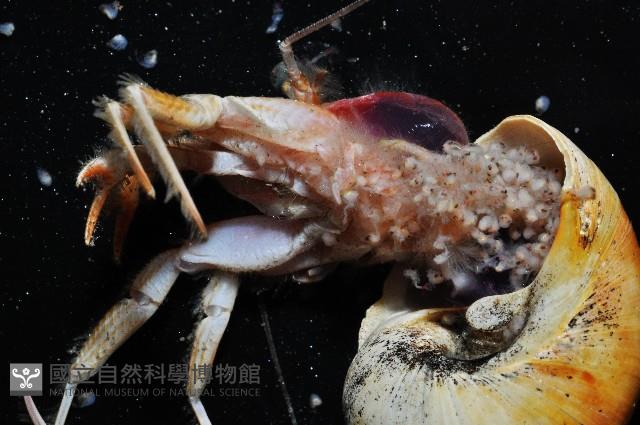 深水旋刺寄居蟹藏品圖，第9張