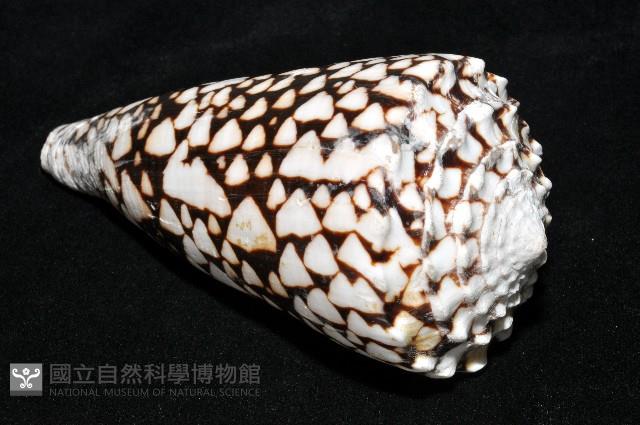 花巾芋螺藏品圖，第9張