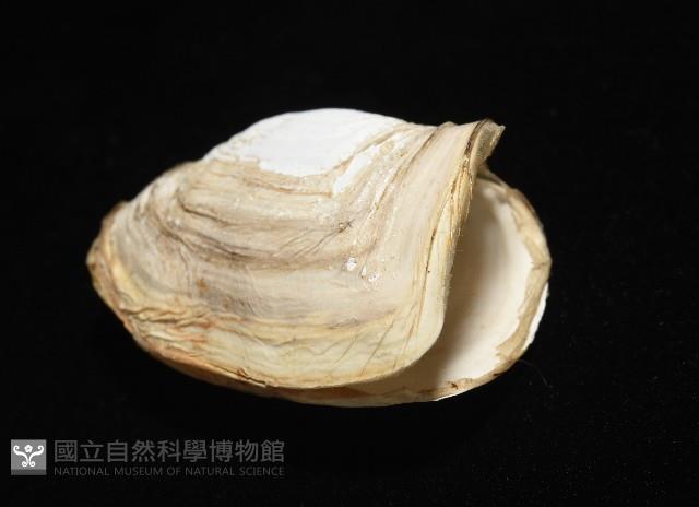 橢圓薄殼蛤藏品圖，第9張