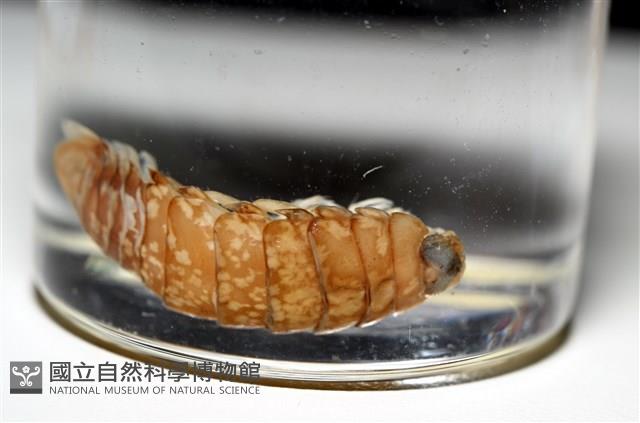 未知種紡錘水虱藏品圖，第9張