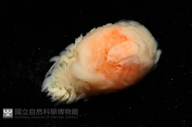 逆背阿波羅鰓虱藏品圖，第9張
