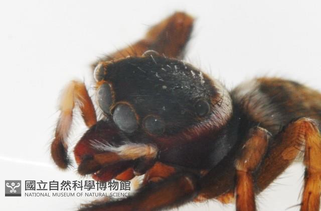 毛垛兜蠅虎藏品圖，第9張
