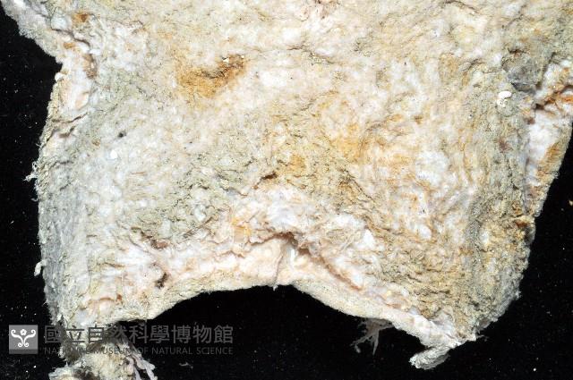 未知種薄膜海星藏品圖，第9張