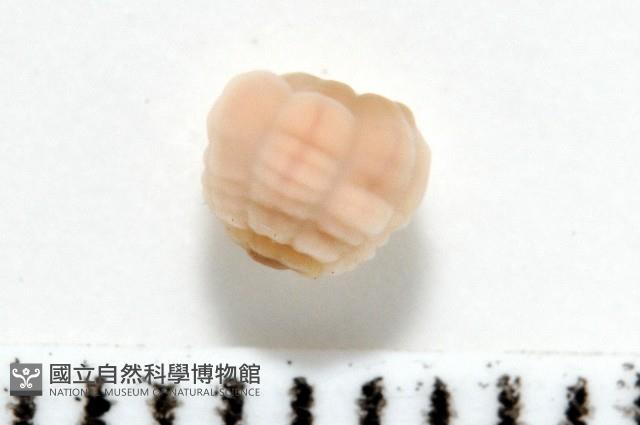未知種海葵(海葵目)藏品圖，第9張