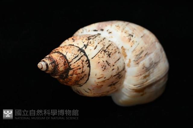 霧花鳳螺(華南鳳螺)藏品圖，第9張