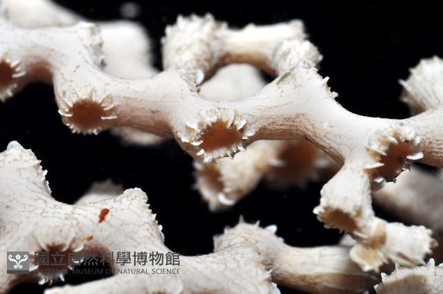 枝狀多目珊瑚藏品圖，第9張