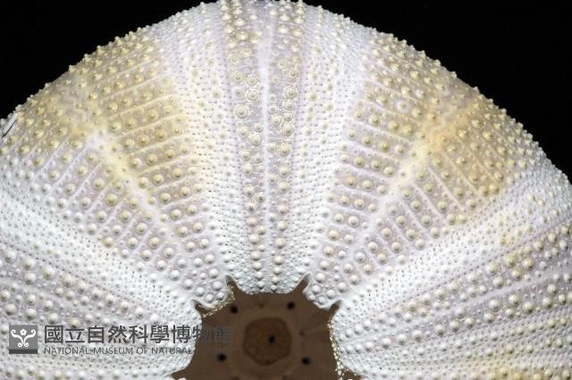 白棘三列海膽藏品圖，第9張