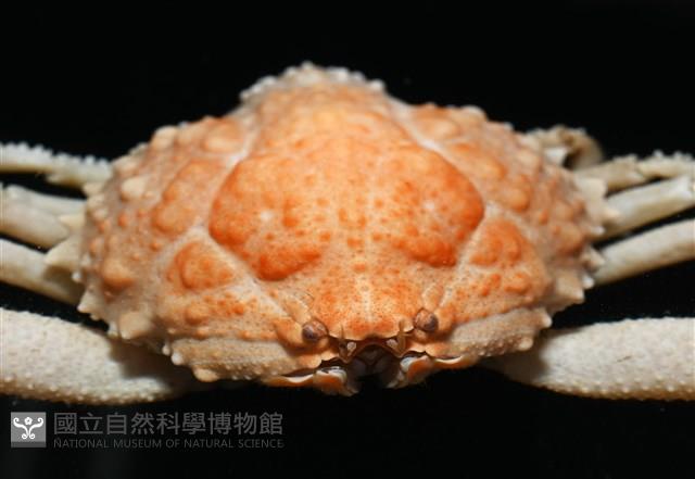 仿泡粒長螯蟹藏品圖，第9張