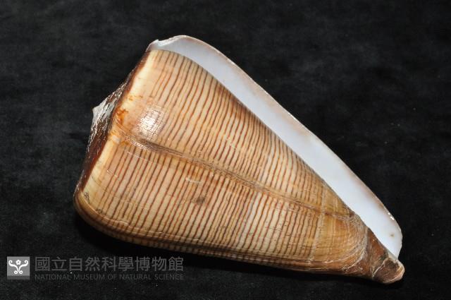 登錄號:007819-00057藏品圖，第9張