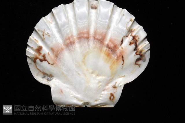 白碟海扇蛤藏品圖，第9張